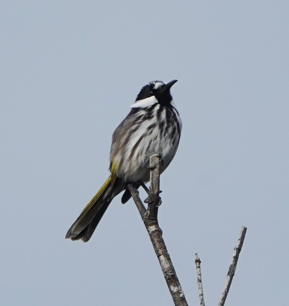 White-cheeked Honeyeater - ML349287111