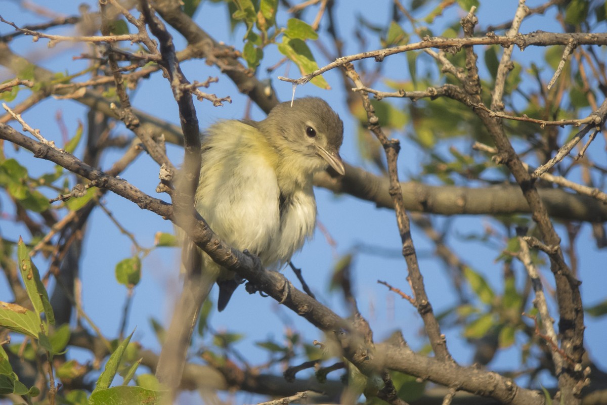 Bell's Vireo - ML349288431