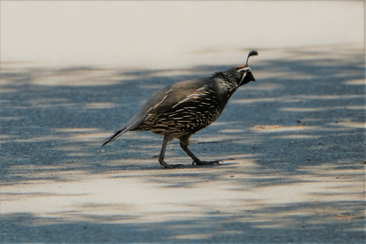 California Quail - ML349289761