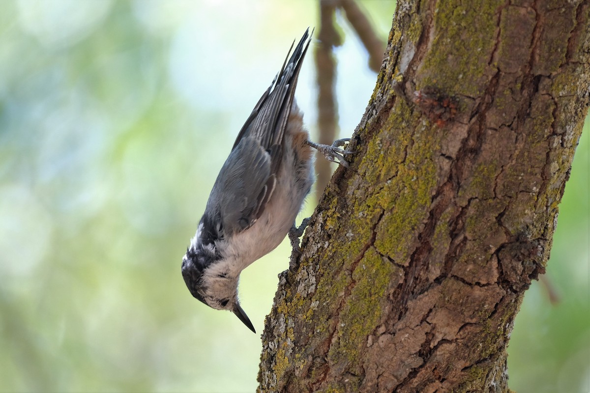 White-breasted Nuthatch - ML349290081