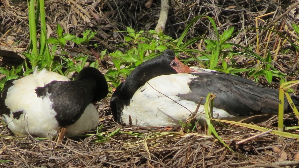 Magpie Goose - ML349291441