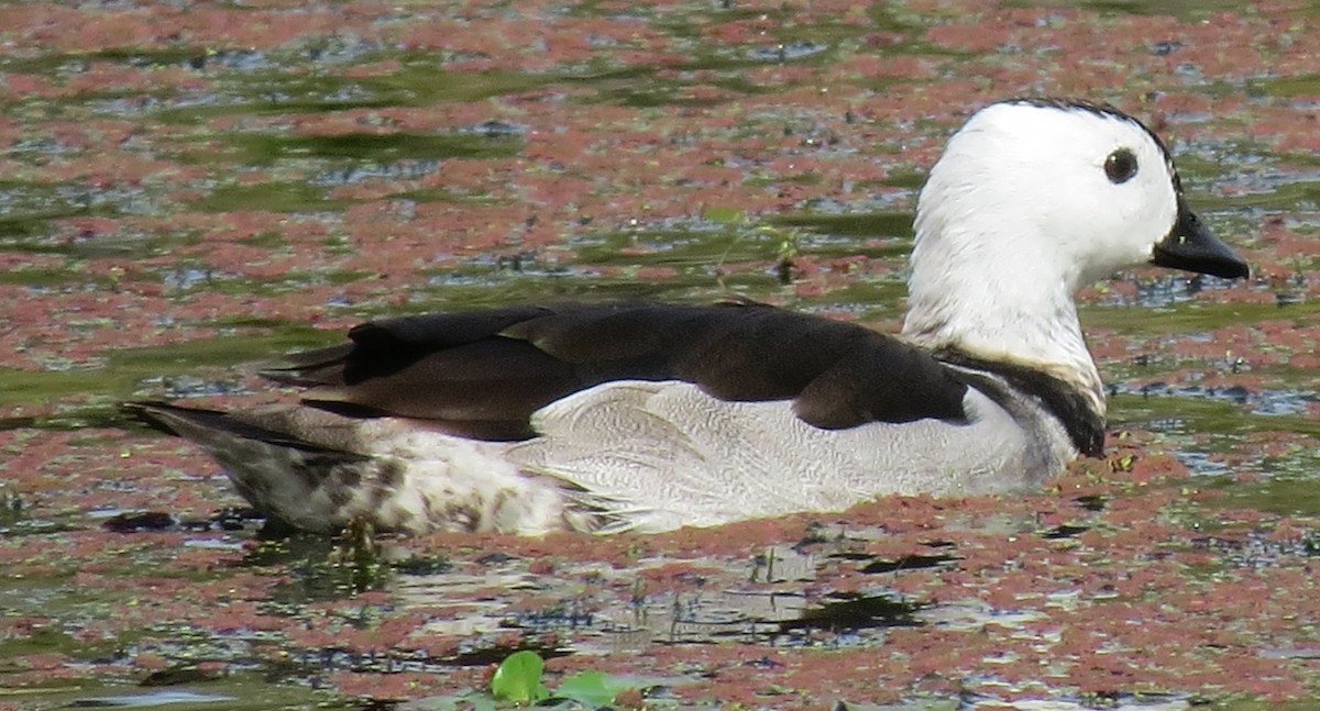 Cotton Pygmy-Goose - ML349291491