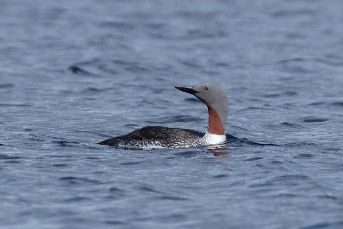 Red-throated Loon - ML349291601
