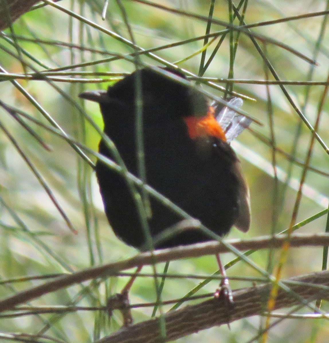 Red-backed Fairywren - ML349291631