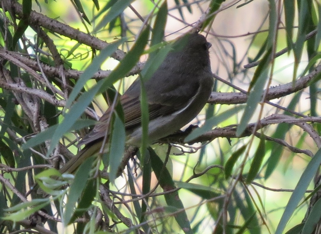 Golden Whistler - Alan Coates