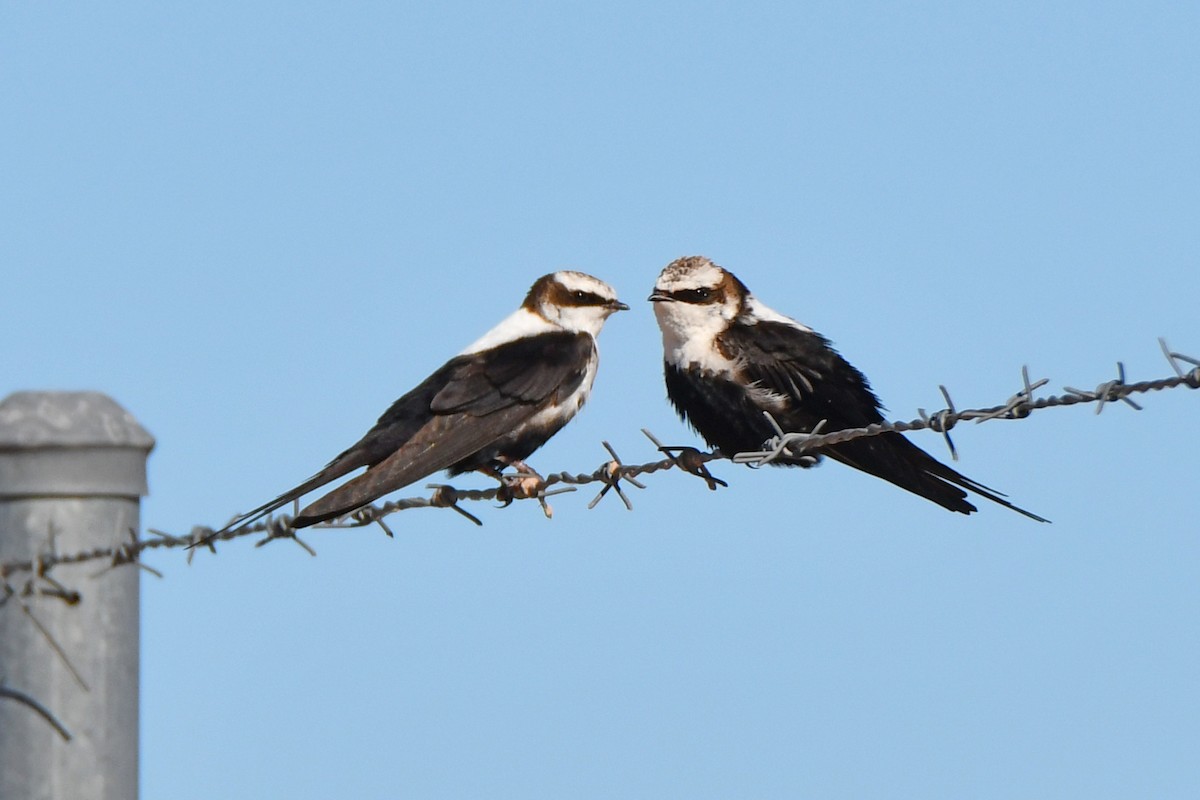 White-backed Swallow - Peter & Shelly Watts
