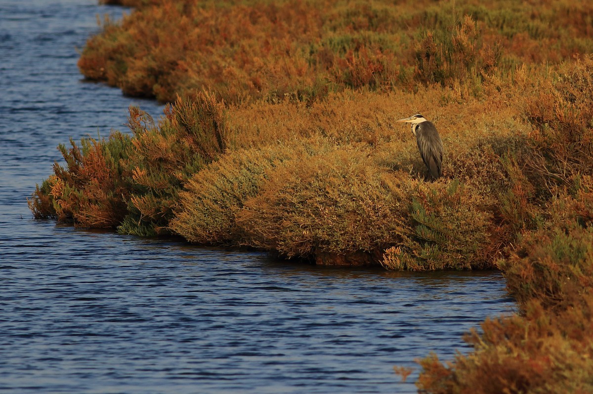 Gray Heron - ML34929361