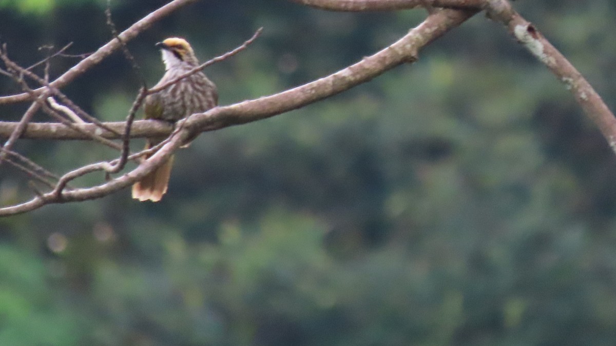 Straw-headed Bulbul - ML349295871