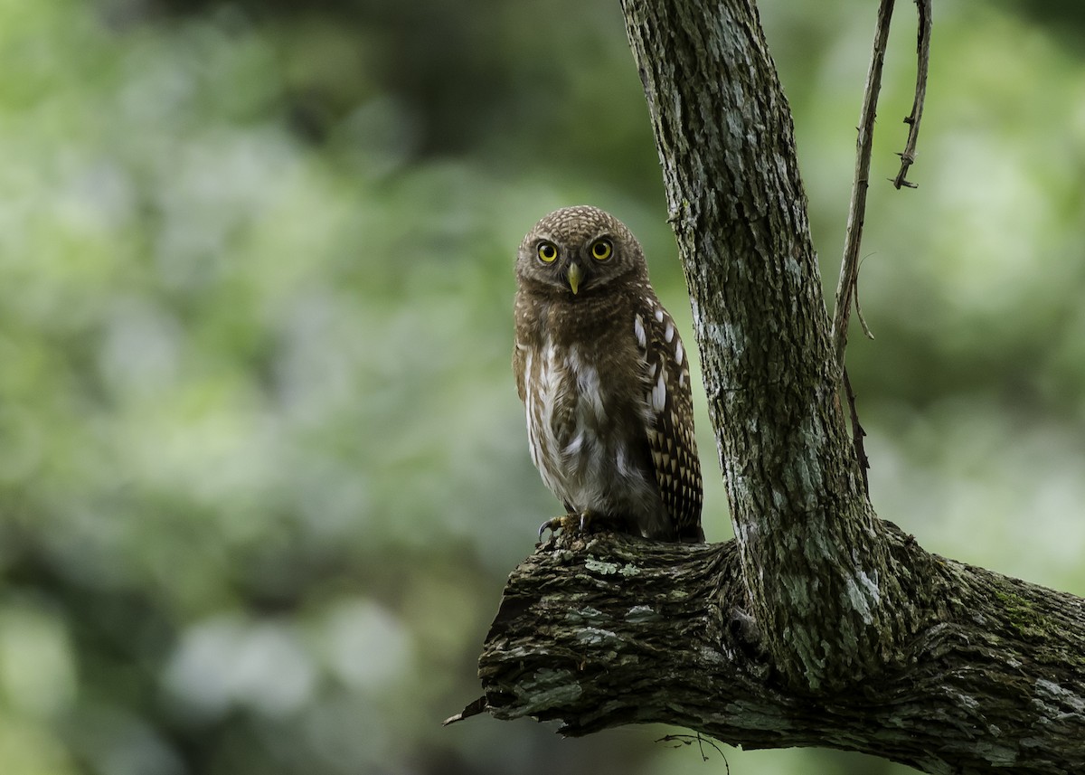 Asian Barred Owlet - Sayam U. Chowdhury