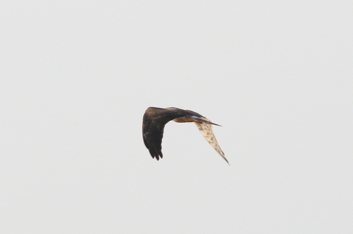 Montagu's Harrier - ML34929671