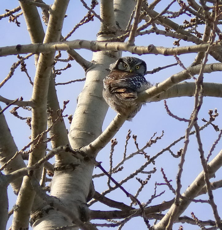 Northern Hawk Owl - ML34929711