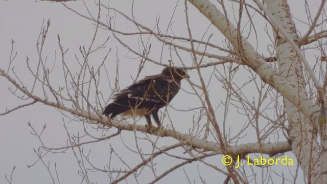 Lesser x Greater Spotted Eagle (hybrid) - ML349301331