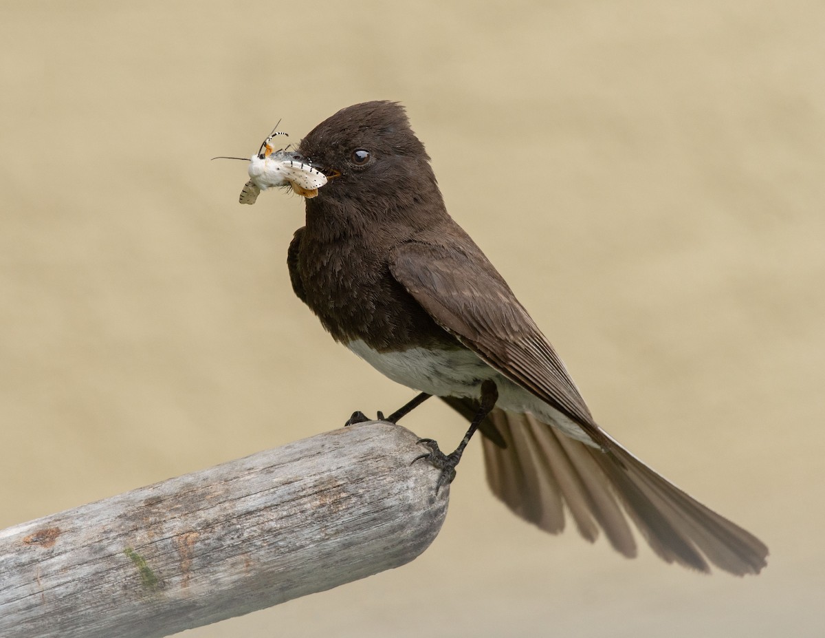 Black Phoebe - ML349301921