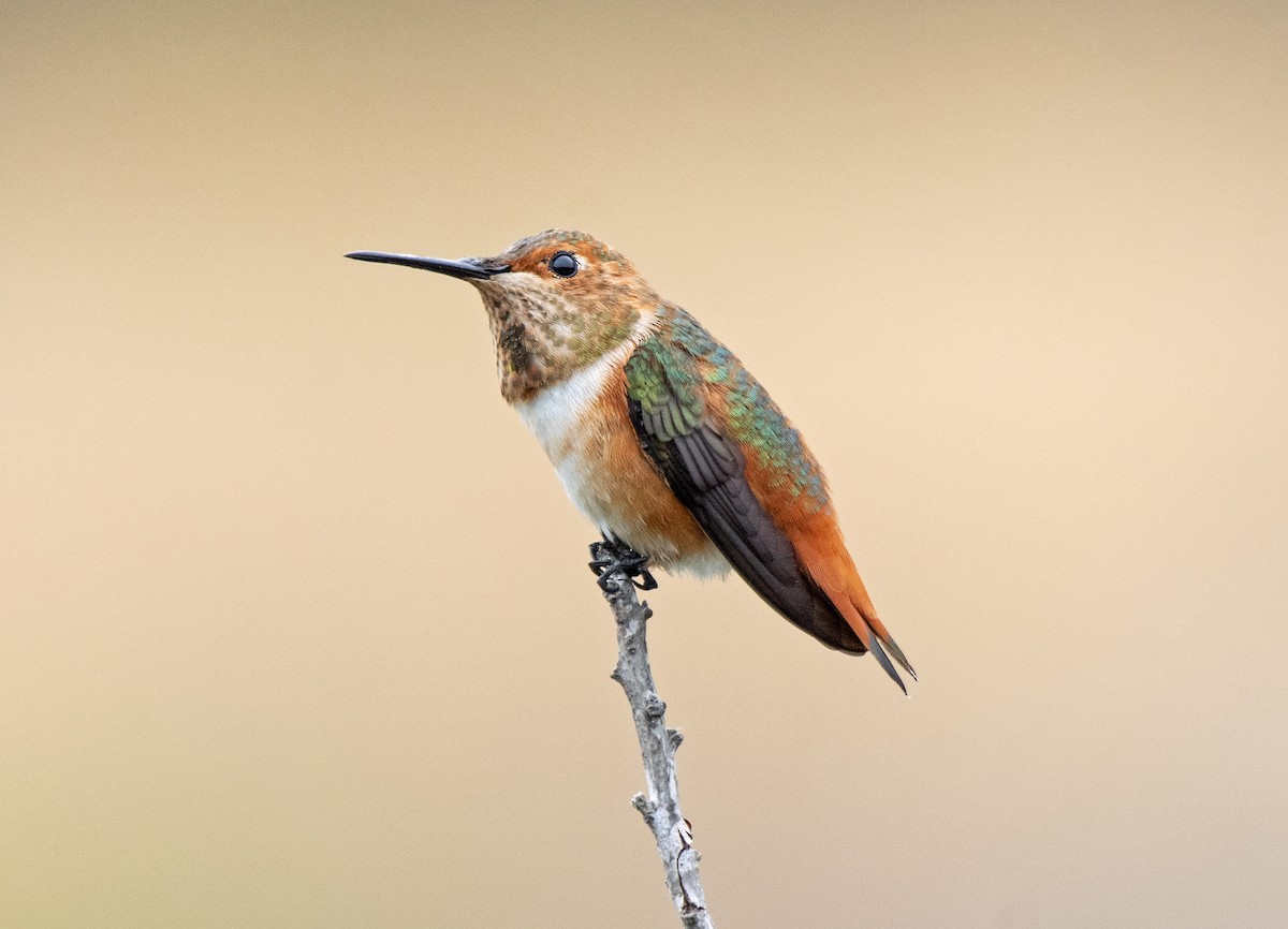 Allen's Hummingbird - ML349301941
