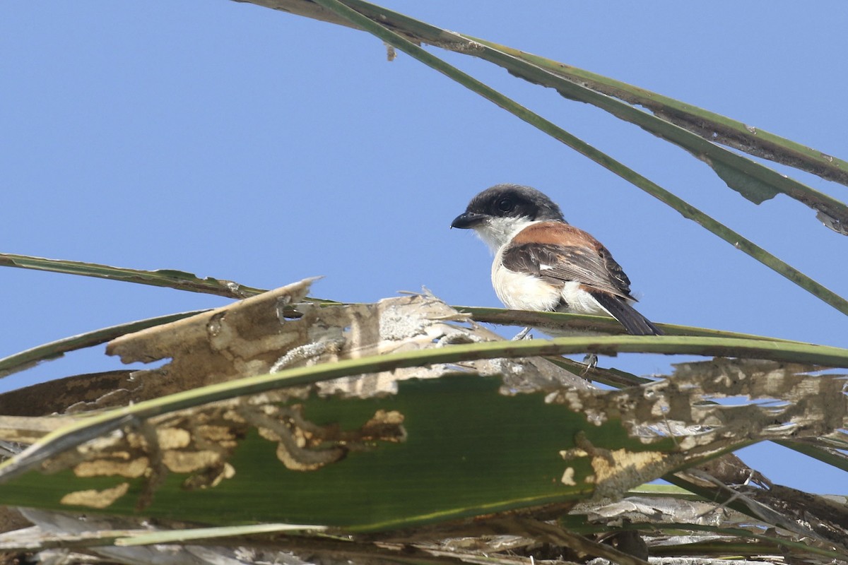 Burmese Shrike - ML349302281