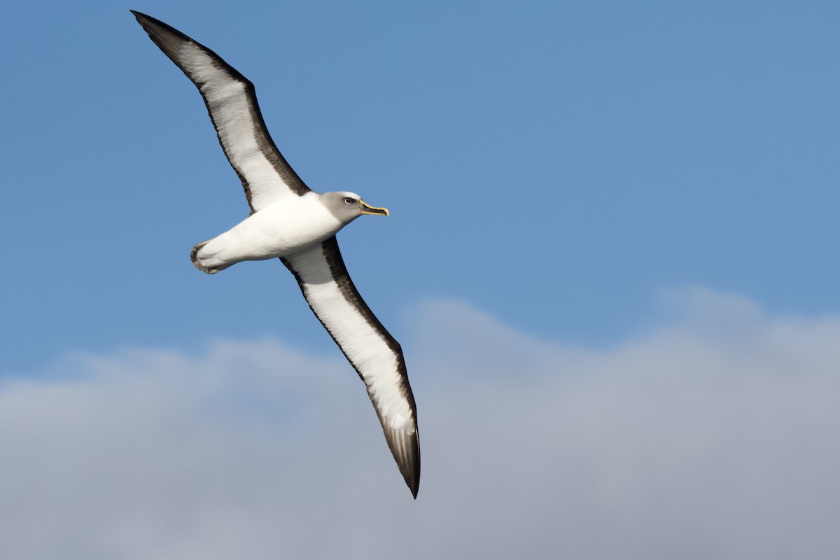 Buller's Albatross - ML349303121