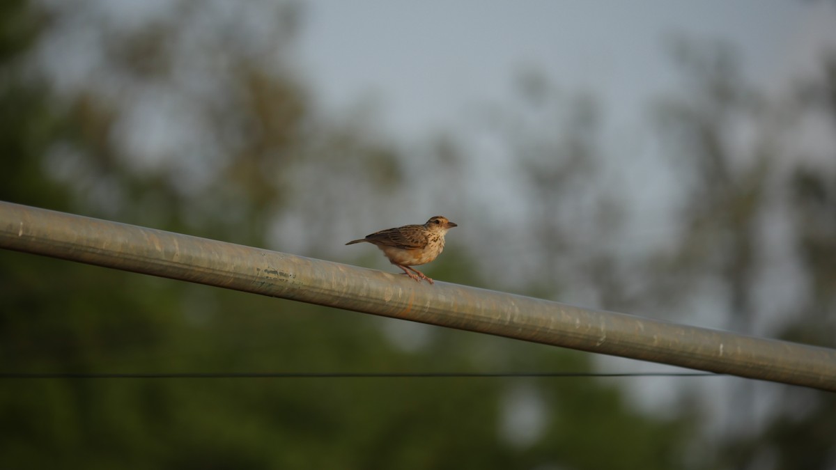 Jerdon's Bushlark - ML349303461