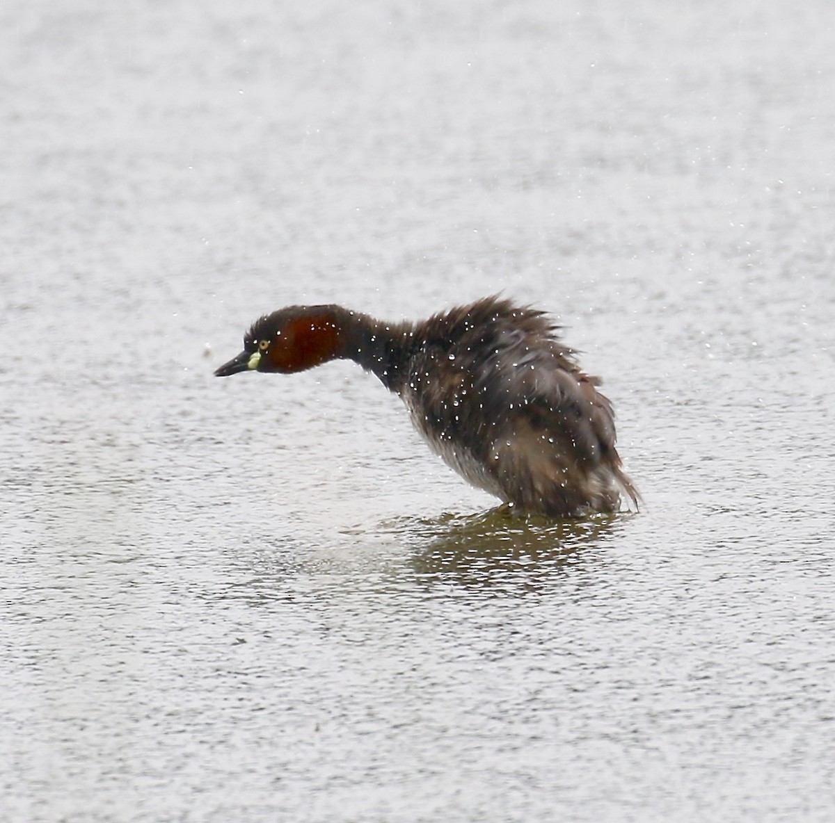 Little Grebe - Mark  Hogarth