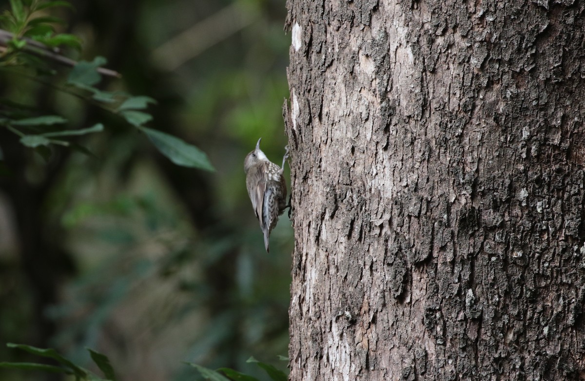 White-throated Treecreeper (White-throated) - ML349306451