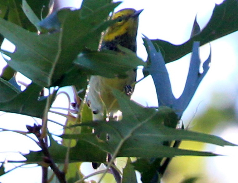 Black-throated Green Warbler - sam hough