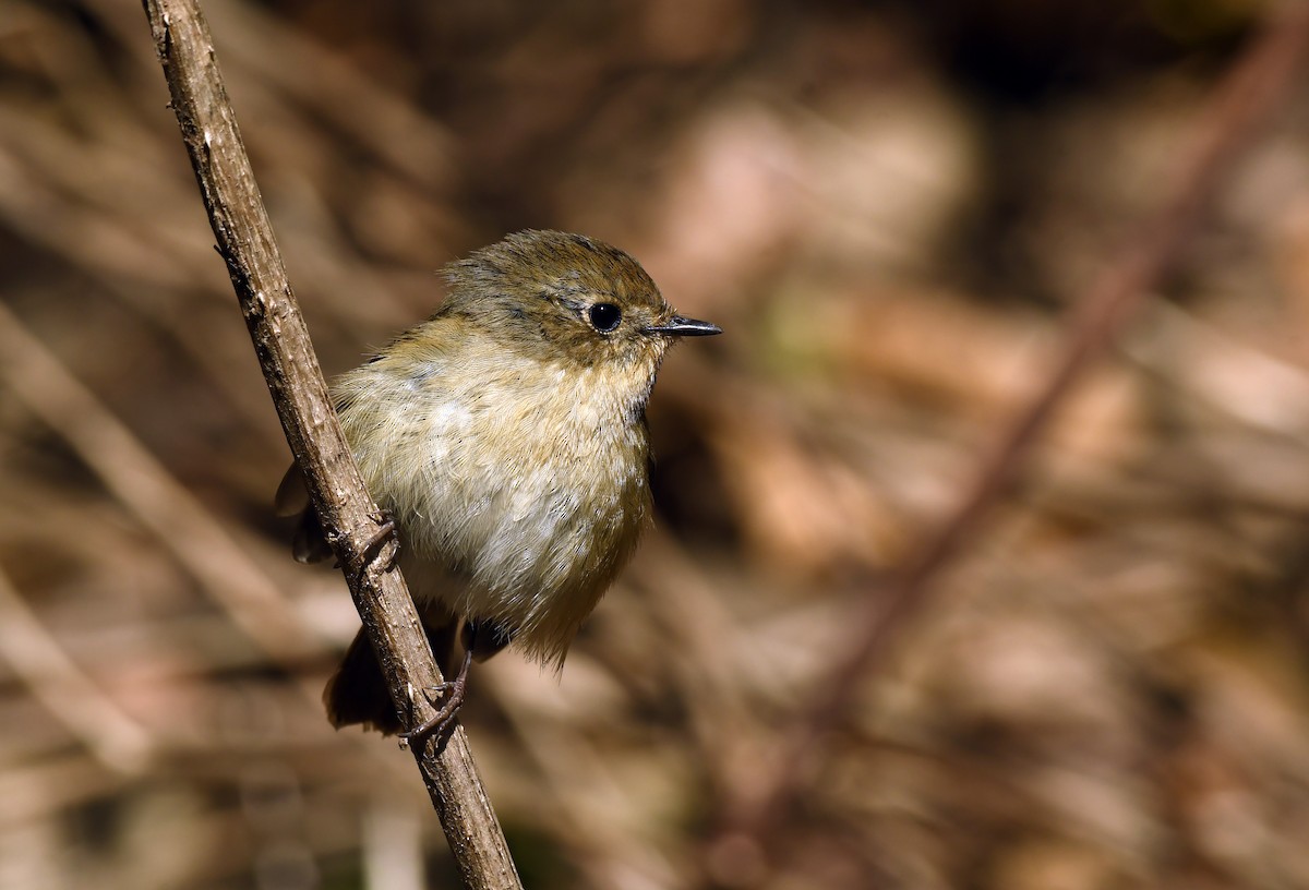 Slaty-blue Flycatcher - Savithri Singh