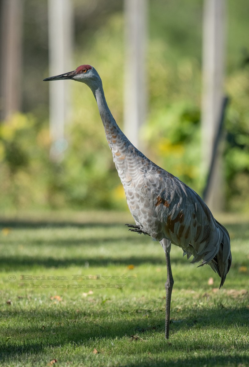 Sandhill Crane - Brian Kulvete