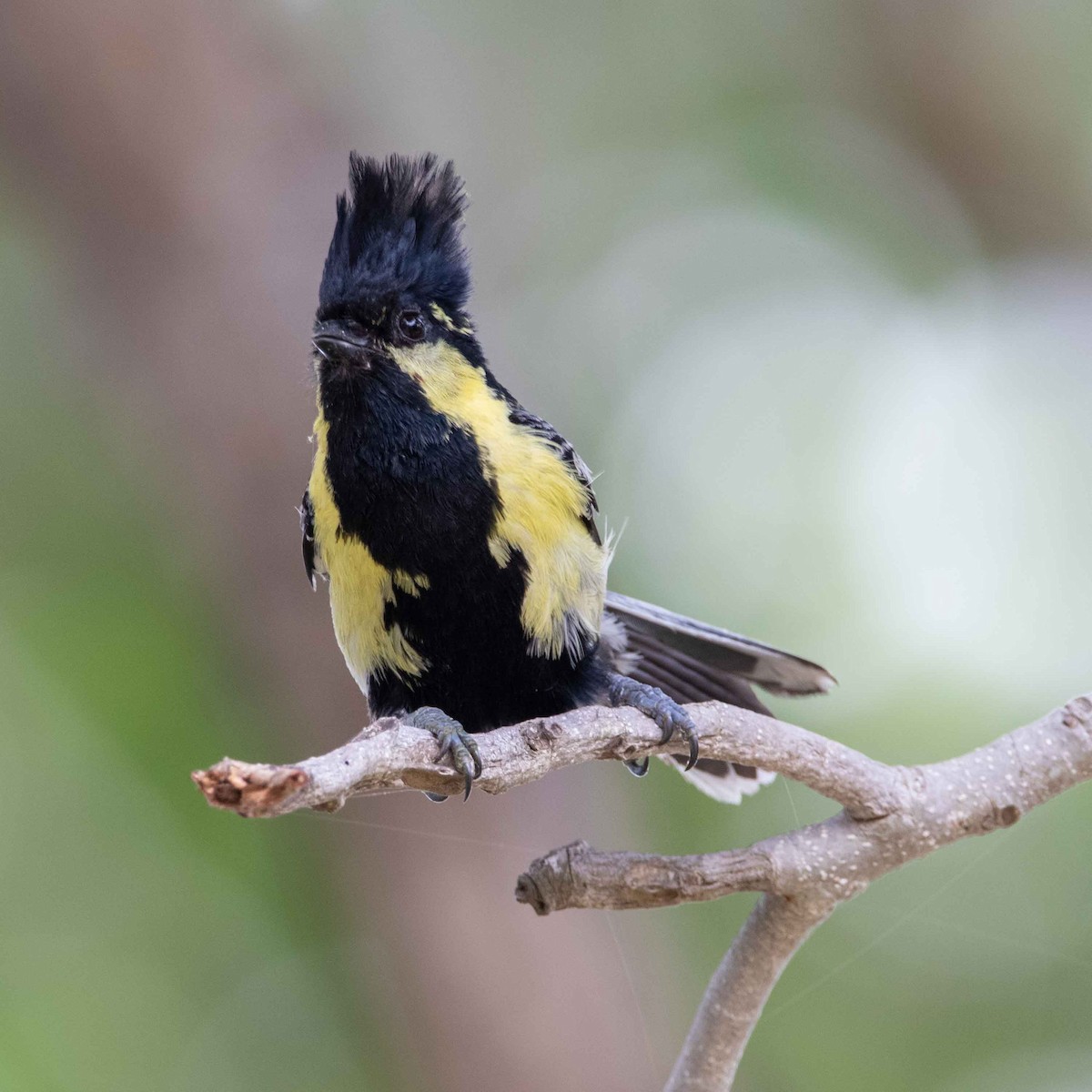 Indian Yellow Tit - Poorna Parvathala