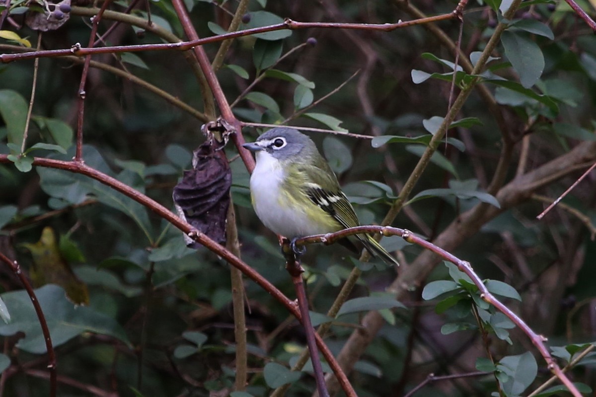 Graukopfvireo - ML349312911