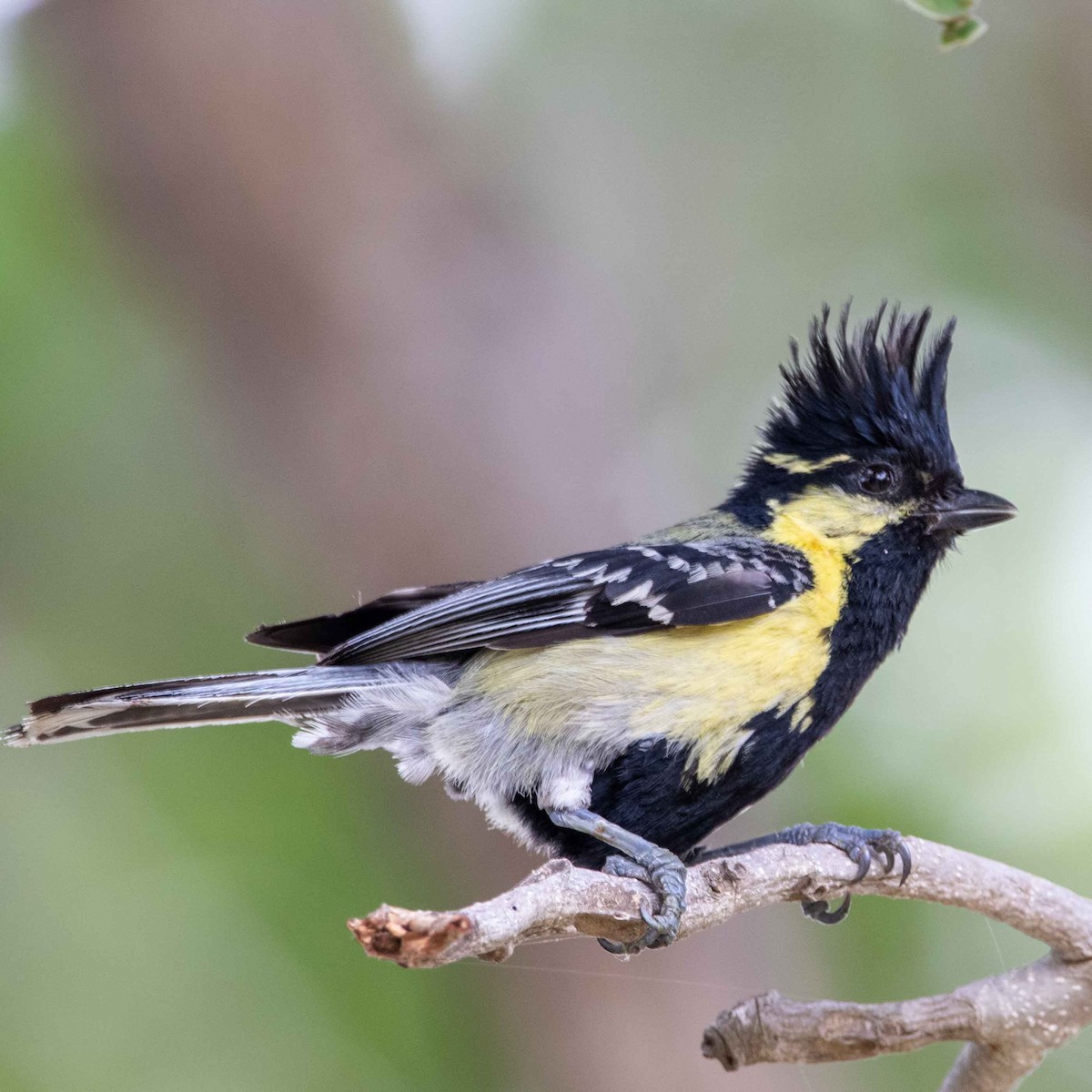 Indian Yellow Tit - ML349313271