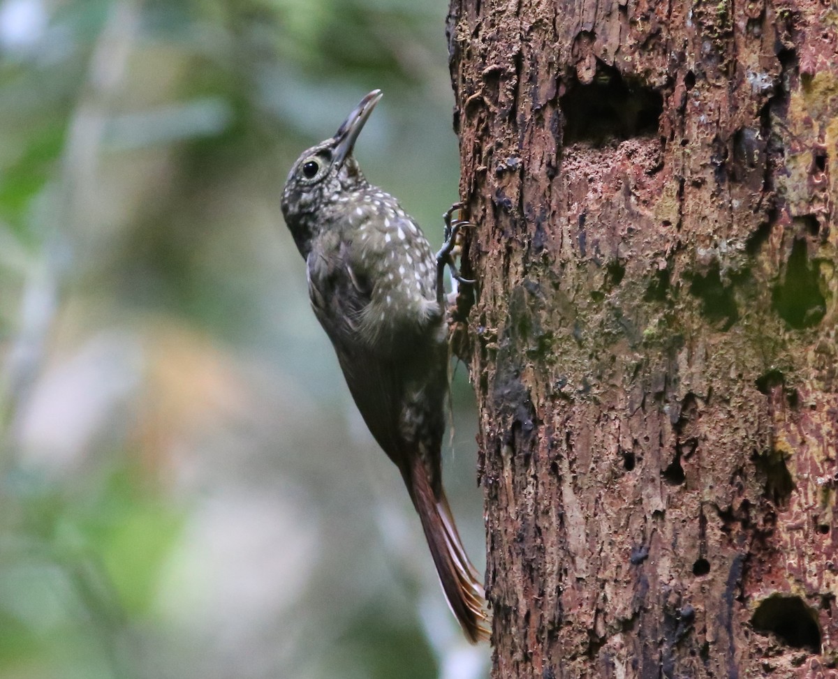 Olive-backed Woodcreeper - Rohan van Twest