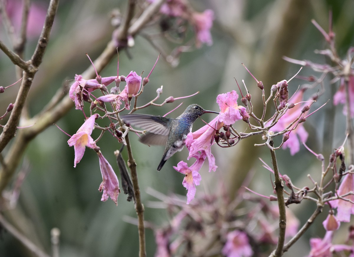 kolibřík safírový - ML349313311