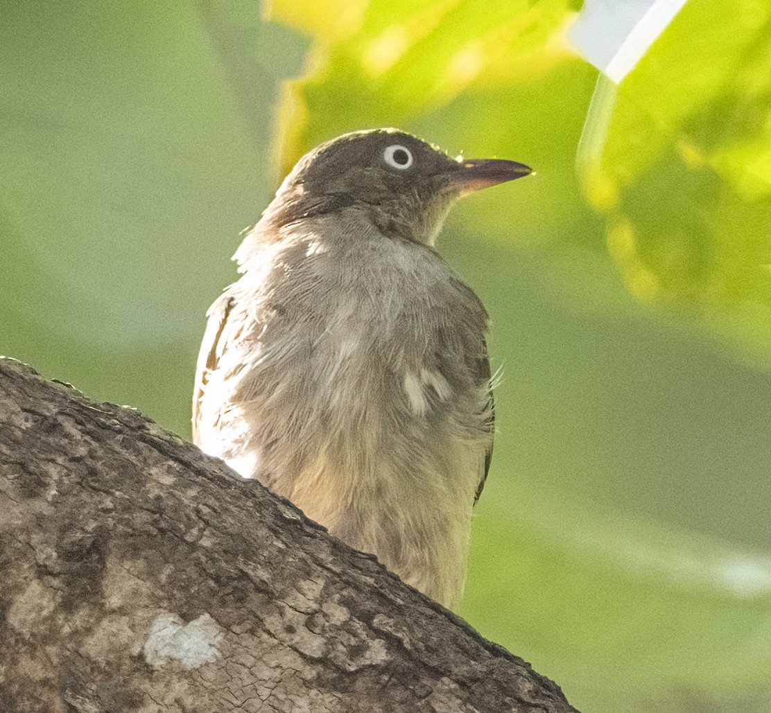 Cream-vented Bulbul - ML349313731