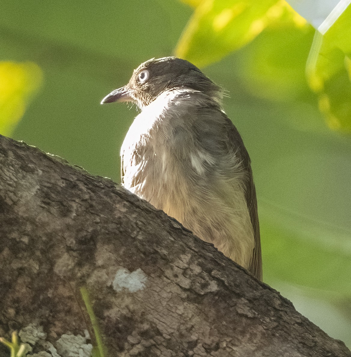 Cream-vented Bulbul - ML349313741