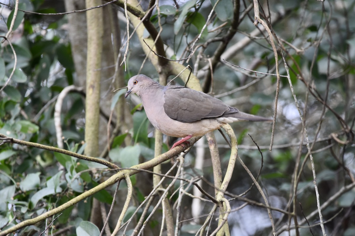 White-tipped Dove - ML349313941