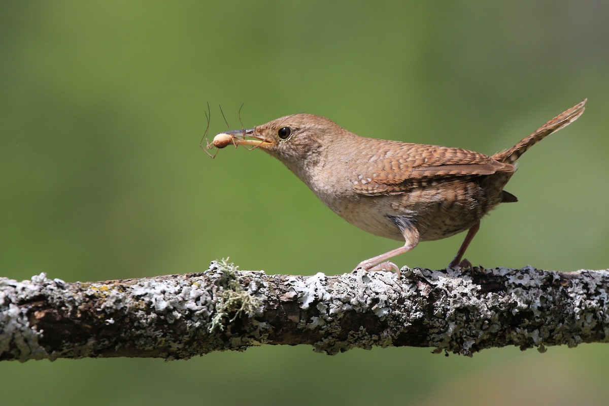 House Wren - ML349318401