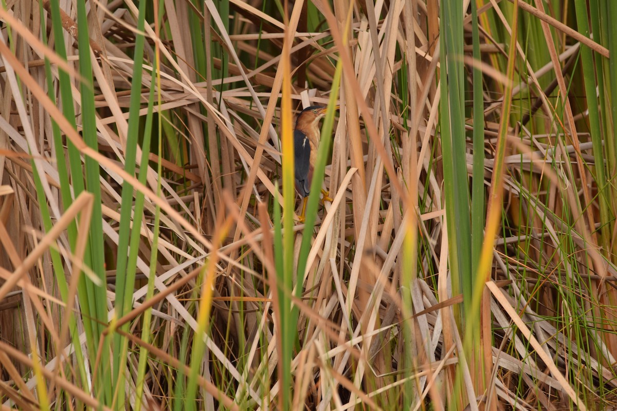 Least Bittern - ML349318561