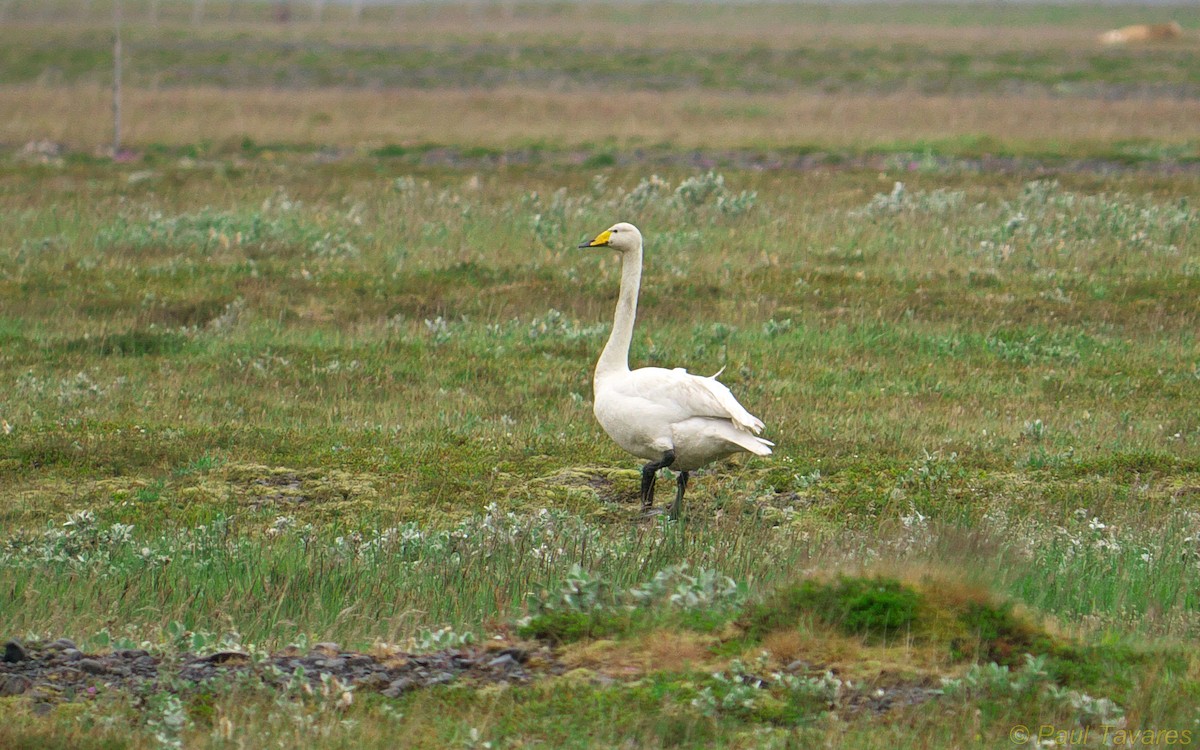 Whooper Swan - ML34932211