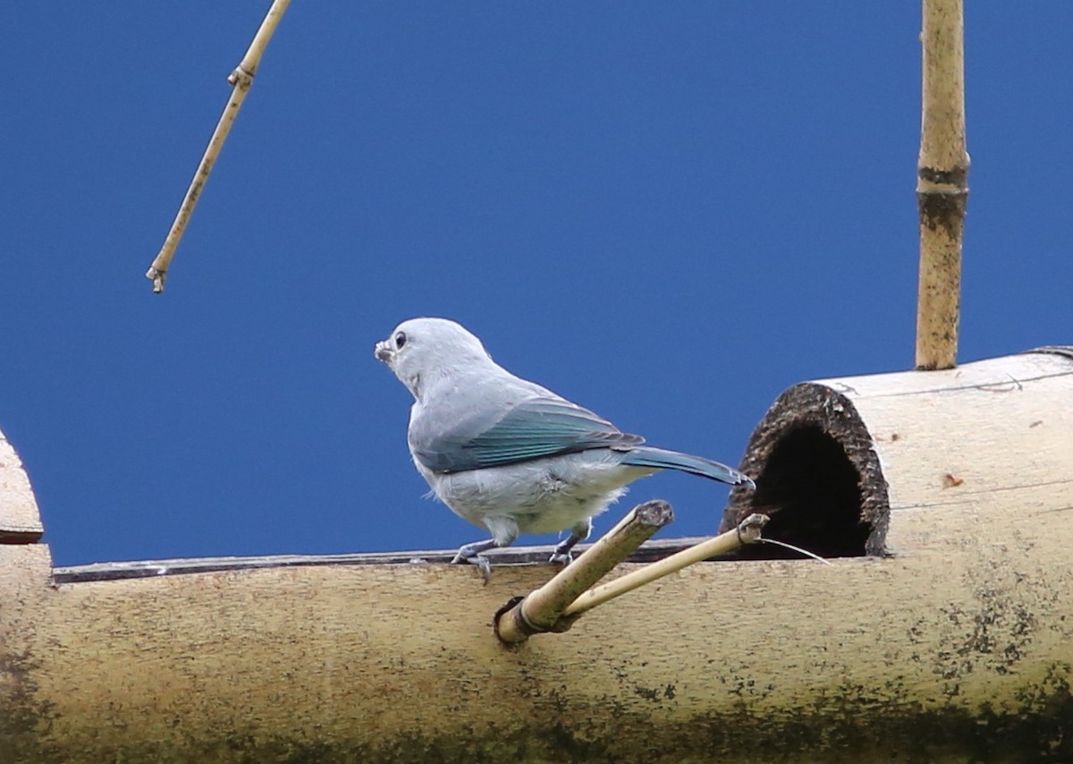 Blue-gray Tanager - ML34932261