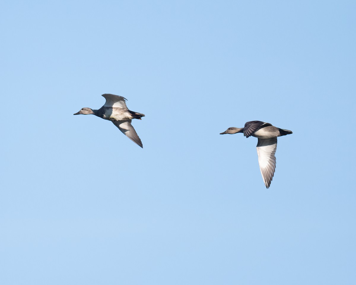 Gadwall - ML349323201