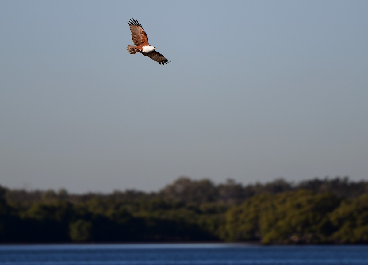 Brahminy Kite - ML349323271