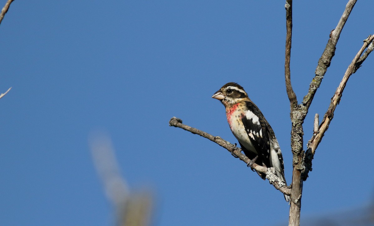 Rose-breasted Grosbeak - Jay McGowan