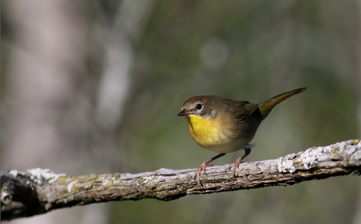 Common Yellowthroat - Jay McGowan