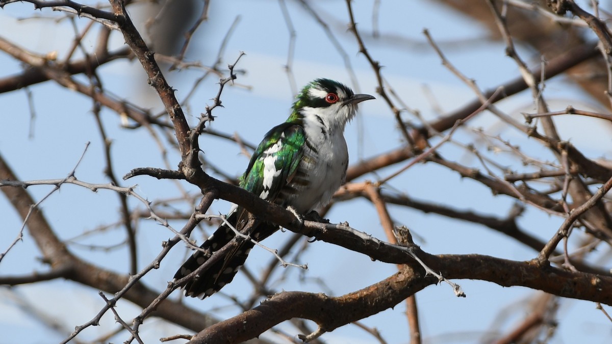 Dideric Cuckoo - Vlad Sladariu