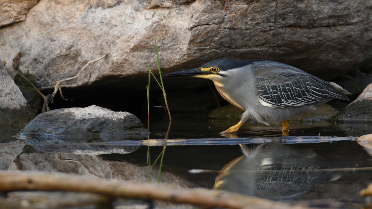 Striated Heron - ML349331831