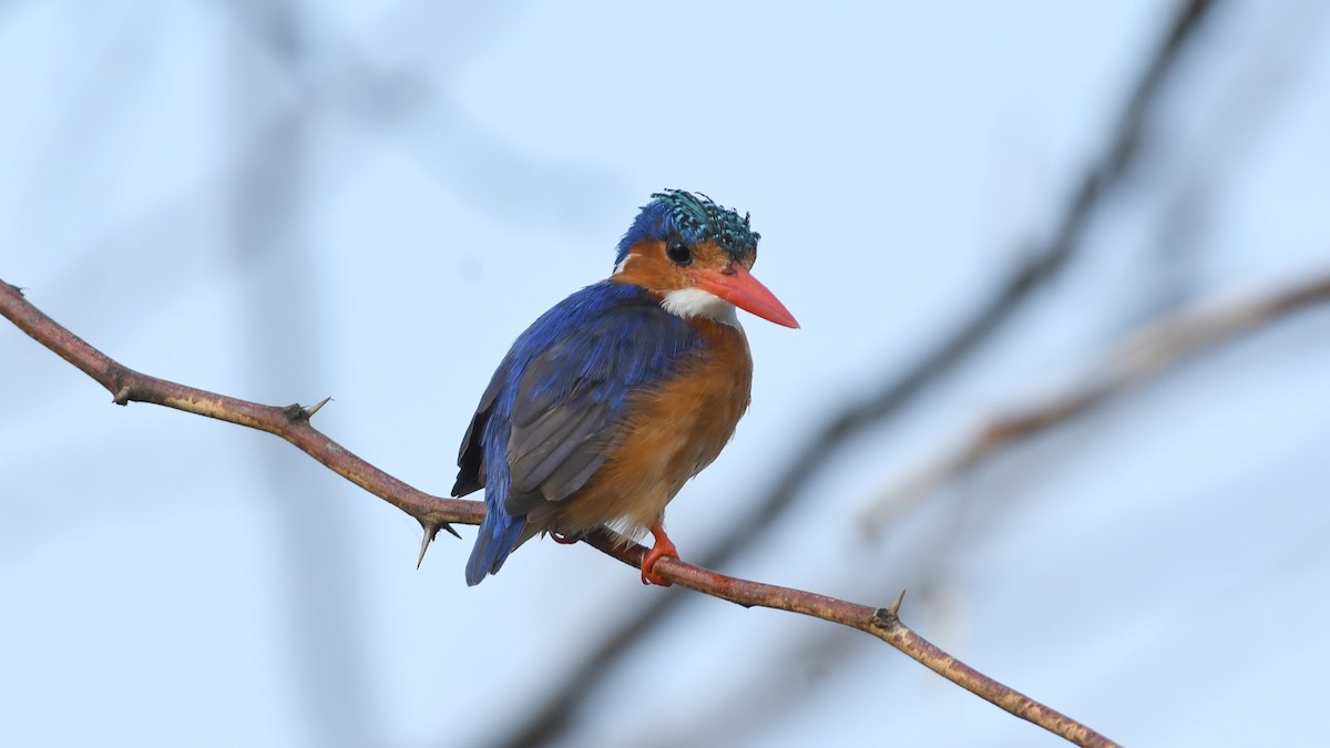 Malachite Kingfisher - Vlad Sladariu