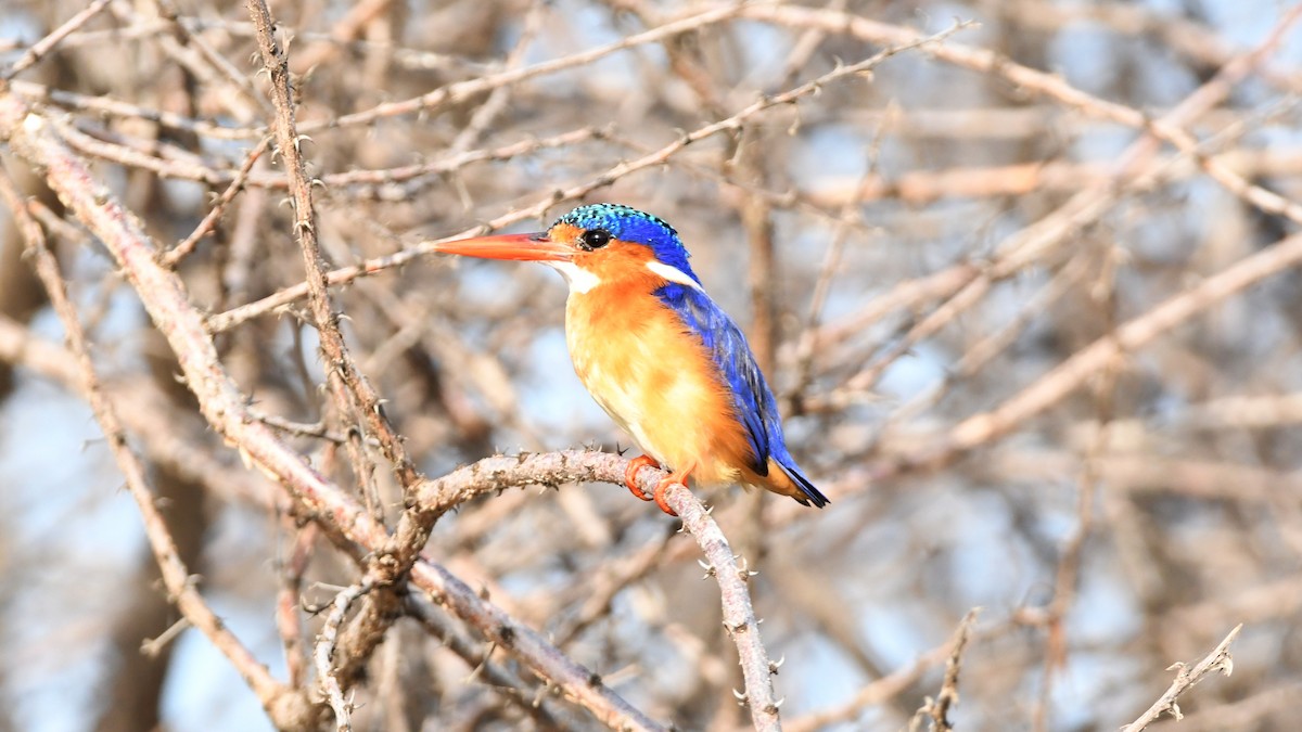 Malachite Kingfisher - ML349331881