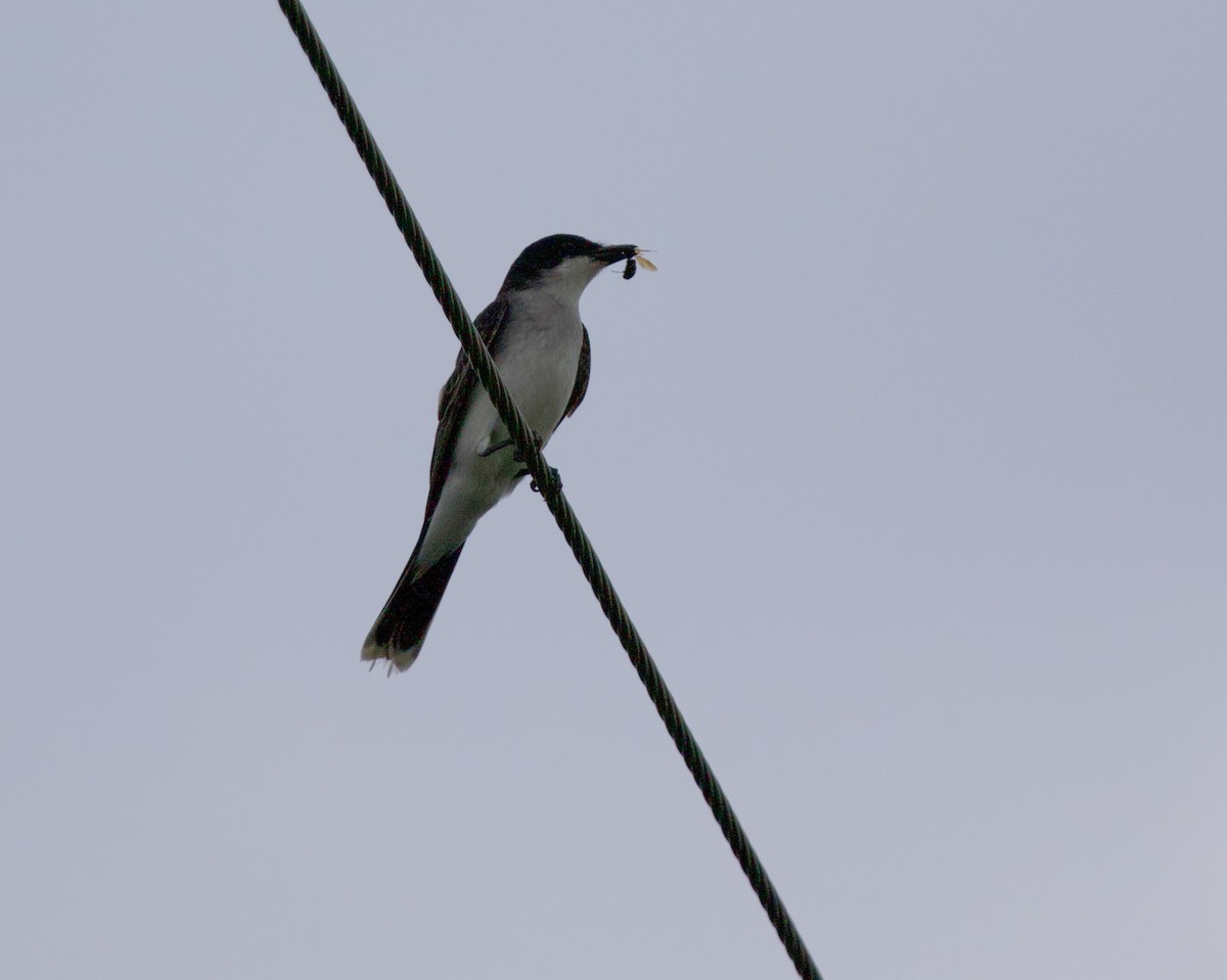 Eastern Kingbird - Daniel S.