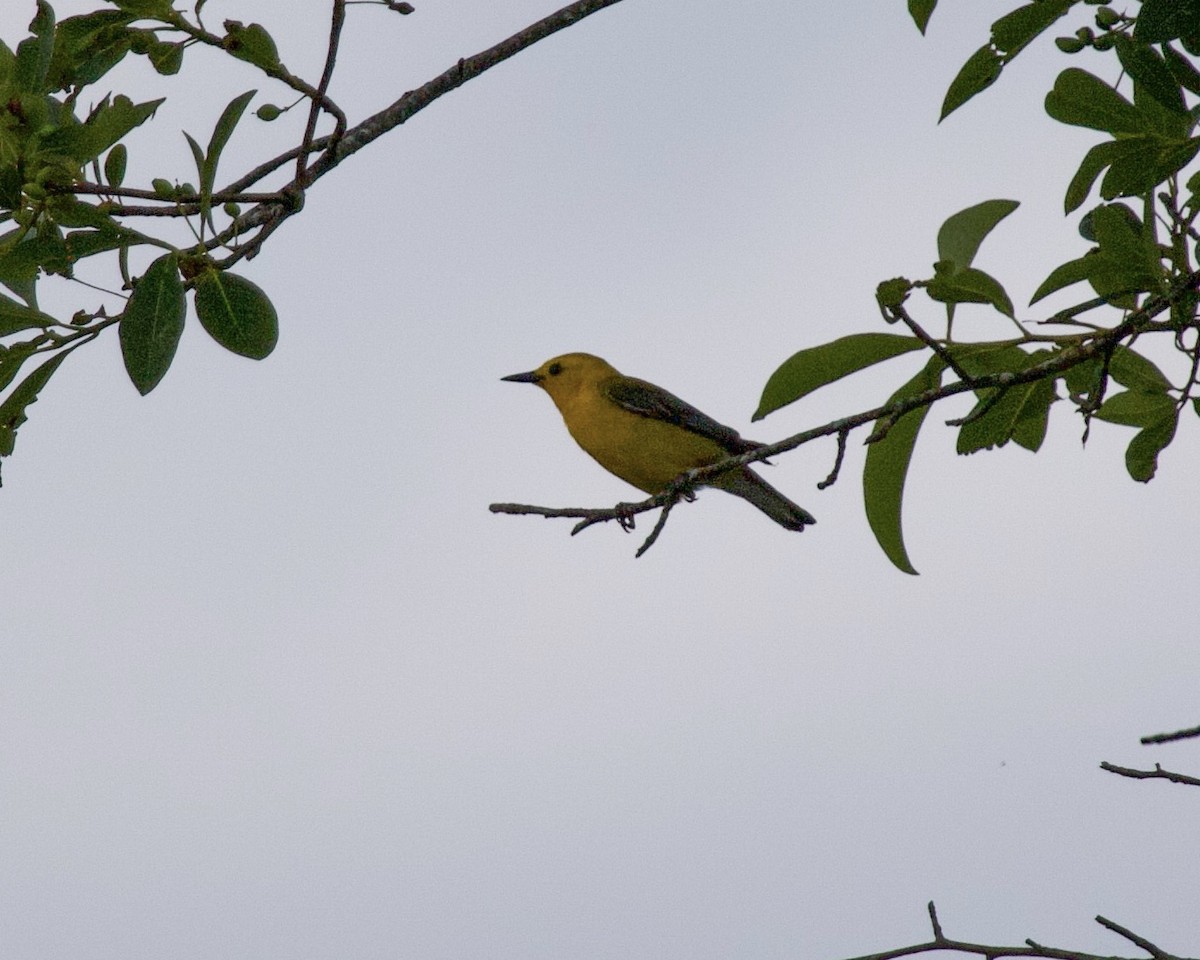 Prothonotary Warbler - Daniel S.