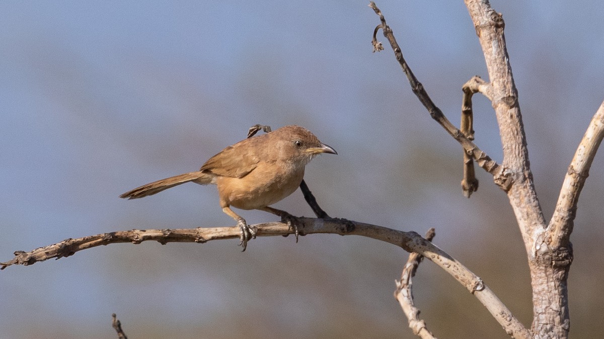 זנבן אפריקני - ML349333741