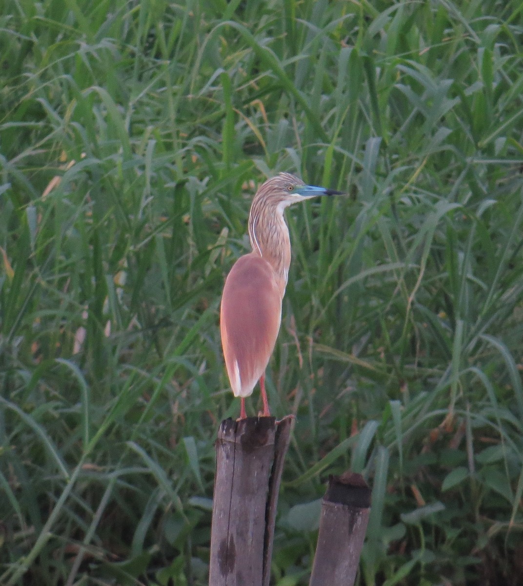 Squacco Heron - Henry Burton